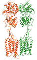 Inactive GABAB Receptor Dimer