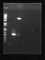 Agarose gel photo