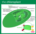 Eukaryote