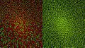 Cone Mosaics