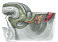 Gray's Anatomy Plate 1116