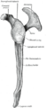 Inferior transverse ligament of scapula