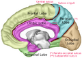 Lobes captions medial view 1