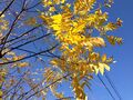 Juglans nigra