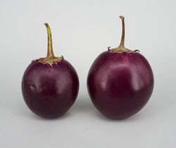 Ratna eggplant