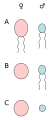 Anisogamy