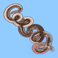 Gravid adult female Nippostrongylus brasiliensis