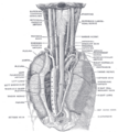 Vagus nerve and the larynx.