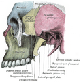 Zygomatic_process