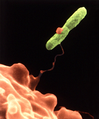 Harmannella amoeba entrapping Legionella bacteria