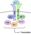 Common gamma chain