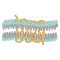 G protein-coupled receptor