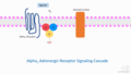 Alpha 2 Receptor Signaling