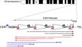 Facioscapulohumeral muscular dystrophy