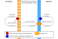 Acyl-CoA from cytosol to the mitochondrial matrix