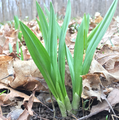 Allium burdickii