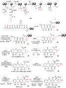 Anthracycline_aglycone_biosyn1