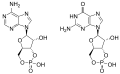 Comparison of cAMP and cGMP