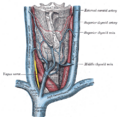 Thyroid ima artery illustration from Gray's Anatomy