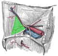 Inguinal triangle