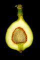 Longitudinal section through a creeping fig syconium (Ficus pumila L.)