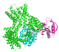 Pro-opiomelanocortin structure
