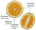 Structure of an orange