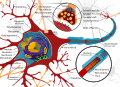 Complete neuron cell diagram