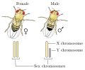 Drosophila XY sex determination