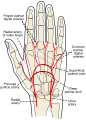 The superficial branches of the radial and ulnar nerves