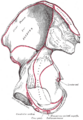 Muscles of the male perineum