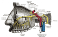 Anterior superior alveolar nerve - Image 2