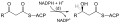 Fatty_acid_synthesis