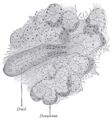 Gray's Anatomy illustration of the pancreas