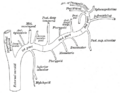 Sphenopalatine artery