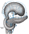 Gastric lymph nodes