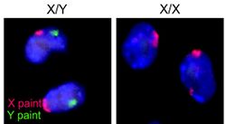 Mice X and Y chromosome
