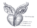 Prostate anatomy