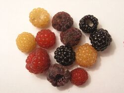 Wild raspberries