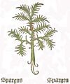 1484 Spargus Herbarius