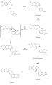 Biosynthesis of berberine
