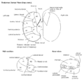 Thalamus