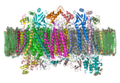 Cytochrome C Oxidase 1OCC in Membrane