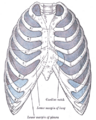 Diagram of the pleural cavities
