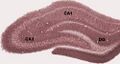 Hippocampal regions
