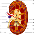 Kidney Structures