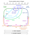 Nitrogen cycle
