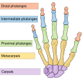 Phalanx_bone