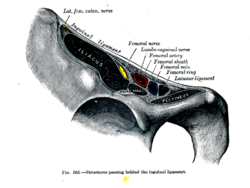Structures_passing_behind_the_inguinal_ligament