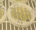 Transformation with Agrobacterium